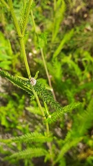 Achillea millefolium