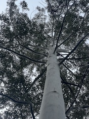 Eucalyptus deanei