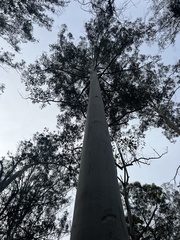 Eucalyptus deanei