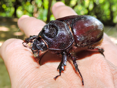 Strategus aloeus