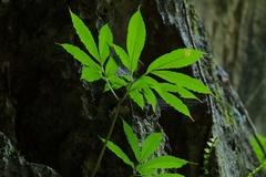 Amorphophallus yuloensis