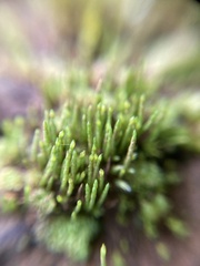 Eccremidium pulchellum