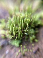 Eccremidium pulchellum