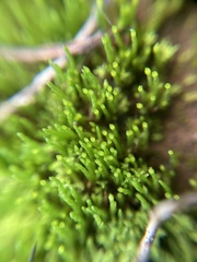 Eccremidium pulchellum