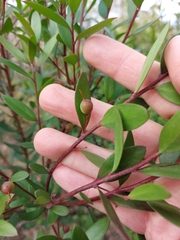 Persoonia myrtilloides