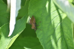 Piezogaster auriculatus