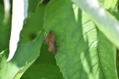 Piezogaster auriculatus