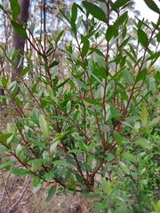 Persoonia myrtilloides