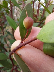 Persoonia myrtilloides