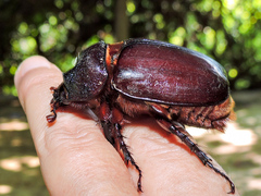 Strategus aloeus
