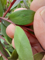 Persoonia myrtilloides