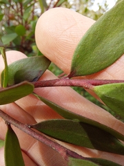 Persoonia myrtilloides