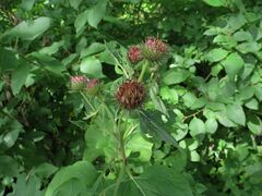 Arctium nemorosum