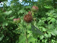 Arctium nemorosum