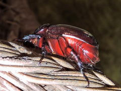 Strategus aloeus