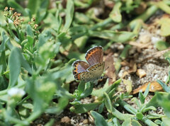 Plebejus melissa paradoxa