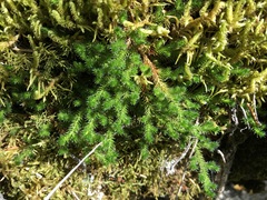 Selaginella sibirica