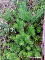 Persoonia chamaepitys