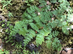 Cnidium cnidiifolium