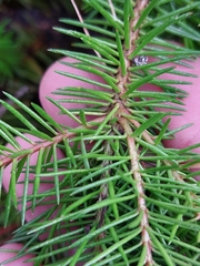 Persoonia chamaepitys