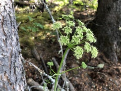 Cnidium cnidiifolium
