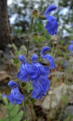 Salvia heterotricha
