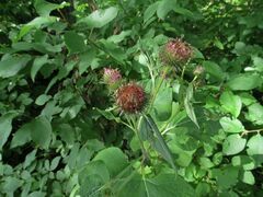 Arctium nemorosum