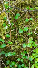 Linnaea borealis