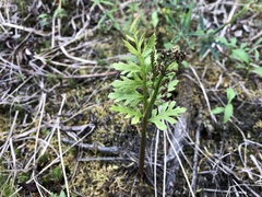 Botrychium alaskense