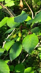 Alnus alnobetula fruticosa