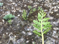 Botrychium alaskense