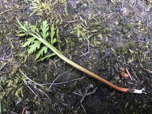 Alaska moonwort (Botrychium alaskense)