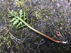 Botrychium alaskense