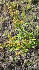 Solidago virgaurea