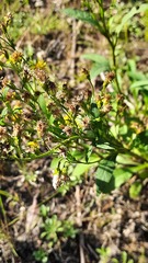 Solidago virgaurea