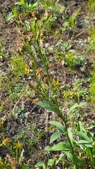 Solidago virgaurea