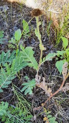 Tanacetum bipinnatum