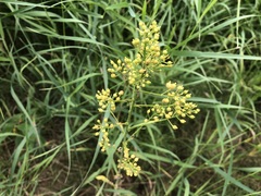 Rorippa barbareifolia