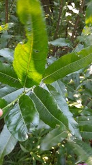 Salix gmelinii