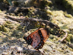 Acraea acara acara