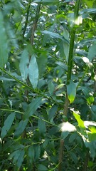 Salix gmelinii