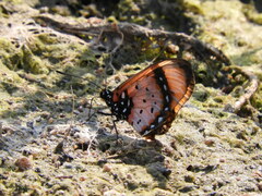 Acraea acara acara