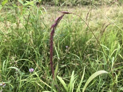 Elymus sibiricus