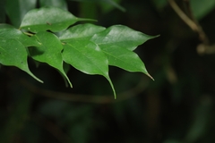 Cleistanthus sumatranus
