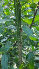 Salix gmelinii