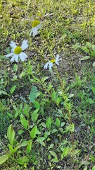 Tripleurospermum inodorum