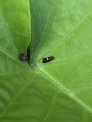 Grapholita interstinctana