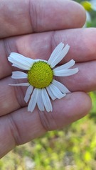 Tripleurospermum inodorum