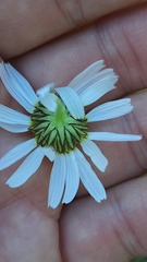 Tripleurospermum inodorum