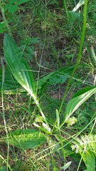 Plantago urvillei